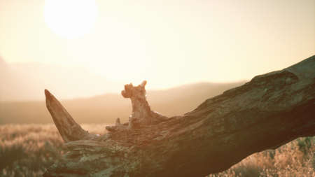 old tree stump trunk on the hill at sunsetの写真素材