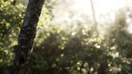 Foggy forest in early morning