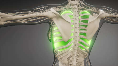 science anatomy scan of human lungs glowing