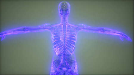 science anatomy scan of human blood vesselsの写真素材