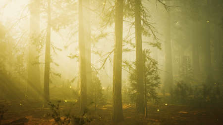 Fantasy firefly lights in the magical forestの写真素材