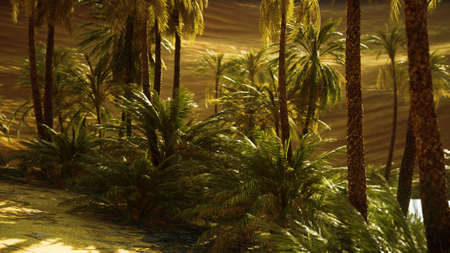oasis with palm trees in desert