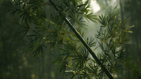 green bamboo forest with morning sunlightの写真素材