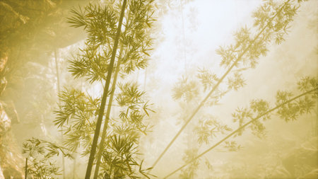 asian bamboo forest with morning fog