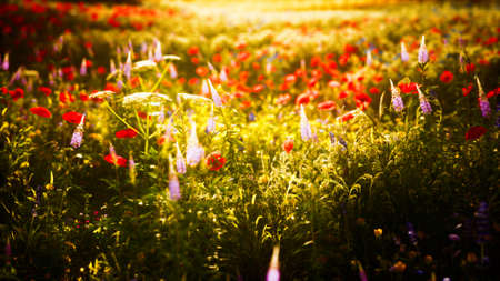 sunset in the wild flower fieldの写真素材