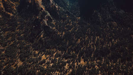 panorama of cone forest at mountains