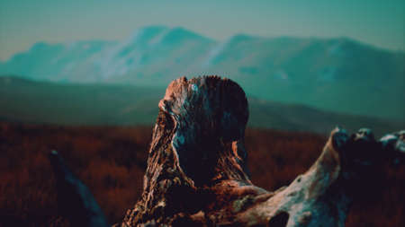 old tree stump trunk on the hill at sunsetの写真素材