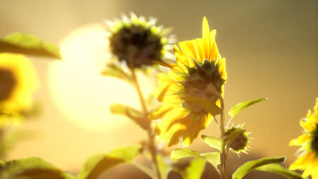 big beautiful sunflowers at sunsetの写真素材