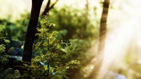 8K Sunlight shining through trees foliageの写真素材
