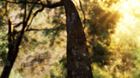 Foggy forest in early morningの写真素材