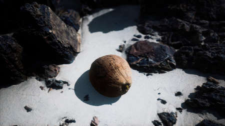 brown coconut on the beach sandの写真素材