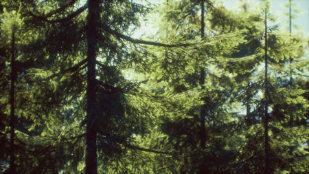 green cone trees in bright sun light