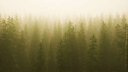 plantation of cannabis in deep fogの写真素材