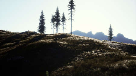 trees on meadow between hillsides with conifer forestの写真素材