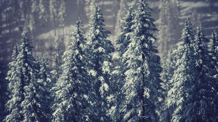 winter snow covered cone trees on mountainside