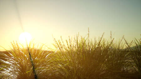 green grass on hills at sunsetの写真素材