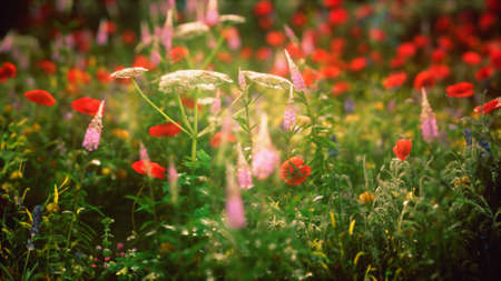 sunset in the wild flower fieldの写真素材