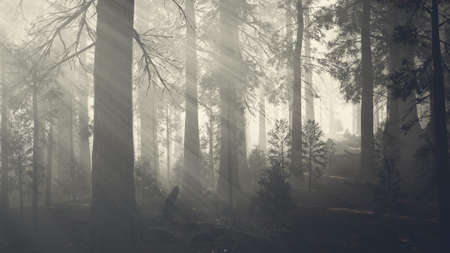 black tree trunk in a dark pine tree forestの写真素材