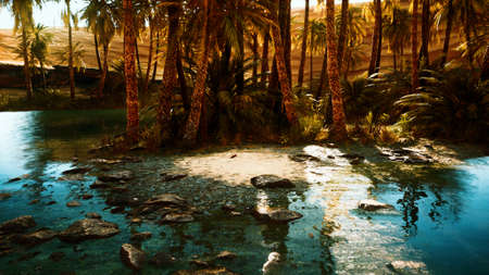 Palm Trees in Sahara Desertの写真素材