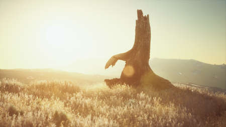 old tree stump trunk on the hill at sunsetの写真素材