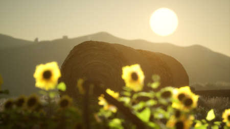 hay bales in the sunsetの写真素材