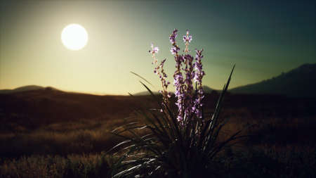 wild flowers on hills at sunsetの写真素材