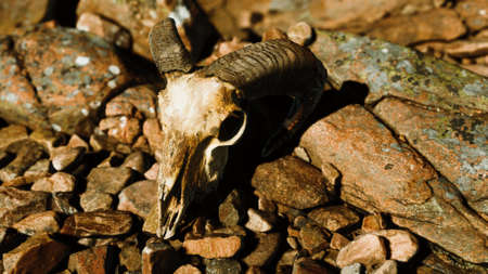 Ram skull on desert rocks