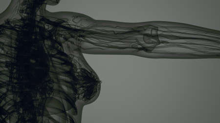 3D MRI Woman Body Scanの写真素材