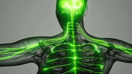 brain and nervous system of human
