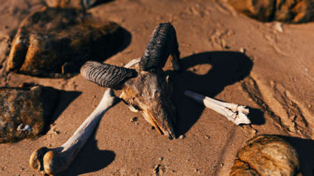 ram skull at sand beachの写真素材