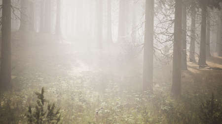 Sunbeams in Natural Spruce Forest