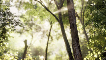 Sunbeams pour through trees in misty forest