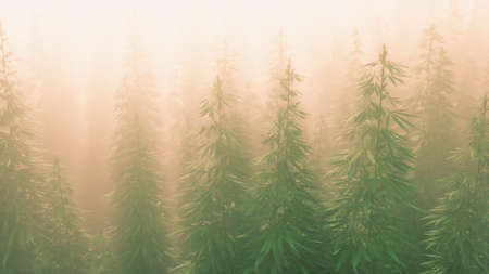 plantation of cannabis in deep fogの写真素材