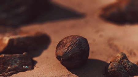 coconut on sand beach at sunsetの写真素材