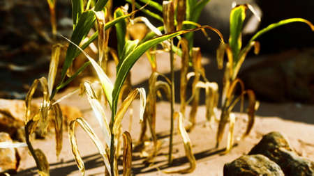 green plant at sand beachの写真素材