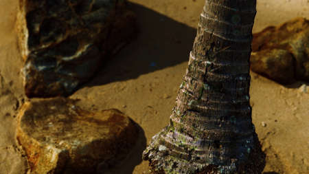 closeup of a palm tree trunk at caribbean sand beach