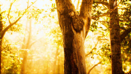 rays of sunlight in a misty forest in autumnの写真素材