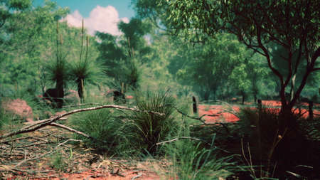 red sand bush with treesの写真素材