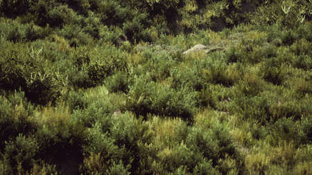 Beach dunes with long grassの写真素材