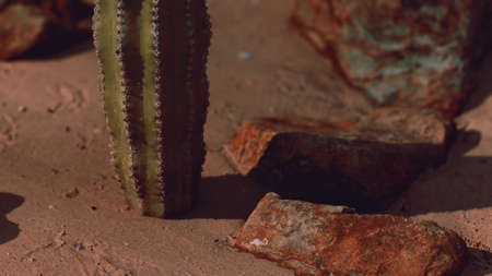 close up of Saguaro Cactus at the sand