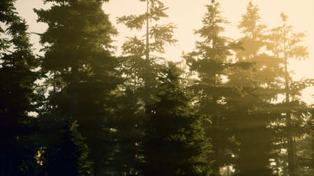 Misty forest to the rising dayの写真素材