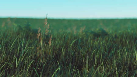 Green fresh grass as a nice background