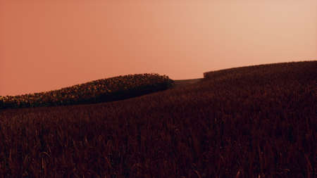 Gold Wheat Field at Sunset Landscape