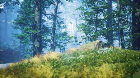 green grass in the forest at sunny summer morning