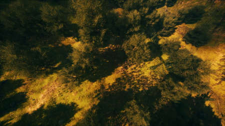 tropical forest in the morning view of highland Malaysiaの写真素材