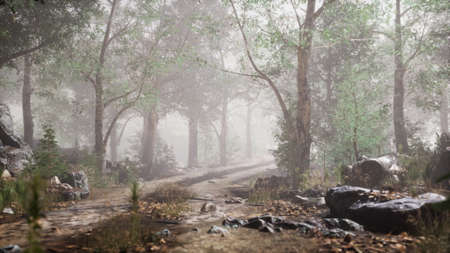 summer forest with deep fogの写真素材