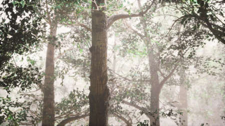 summer forest with deep fog