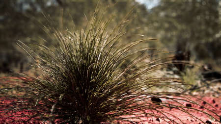 australian bush with trees on red sandの写真素材