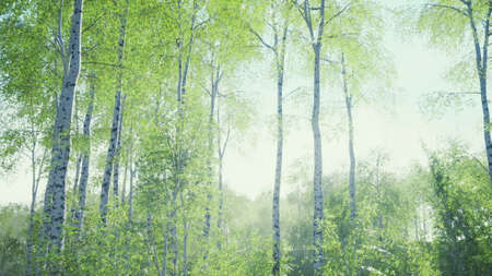 white birch trees in the forest in summerの写真素材