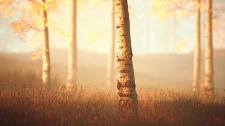 sunrise or sunset in a birch forest with rays of sun shining through tree trunks by shadows and grassの写真素材